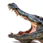 Speedy Kids Kindle Zoology eBooks for Teens-0