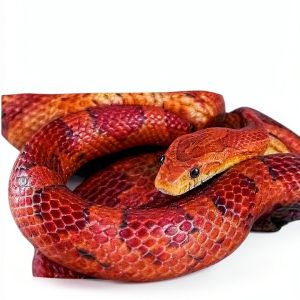 Snake Care Guide by SNAKE MASTERY – 24‑Page Kindle eBook-0